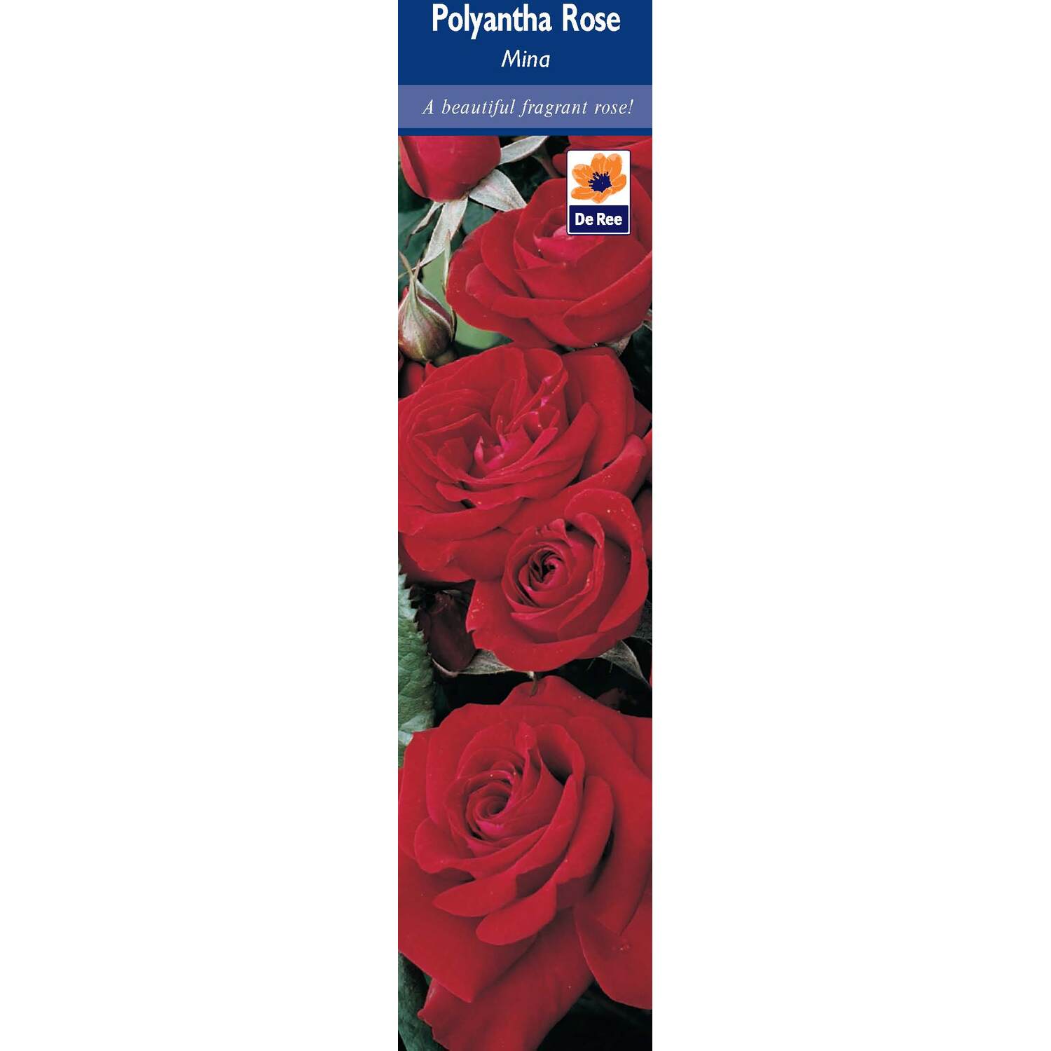 Pre-Packed Rose Image 11