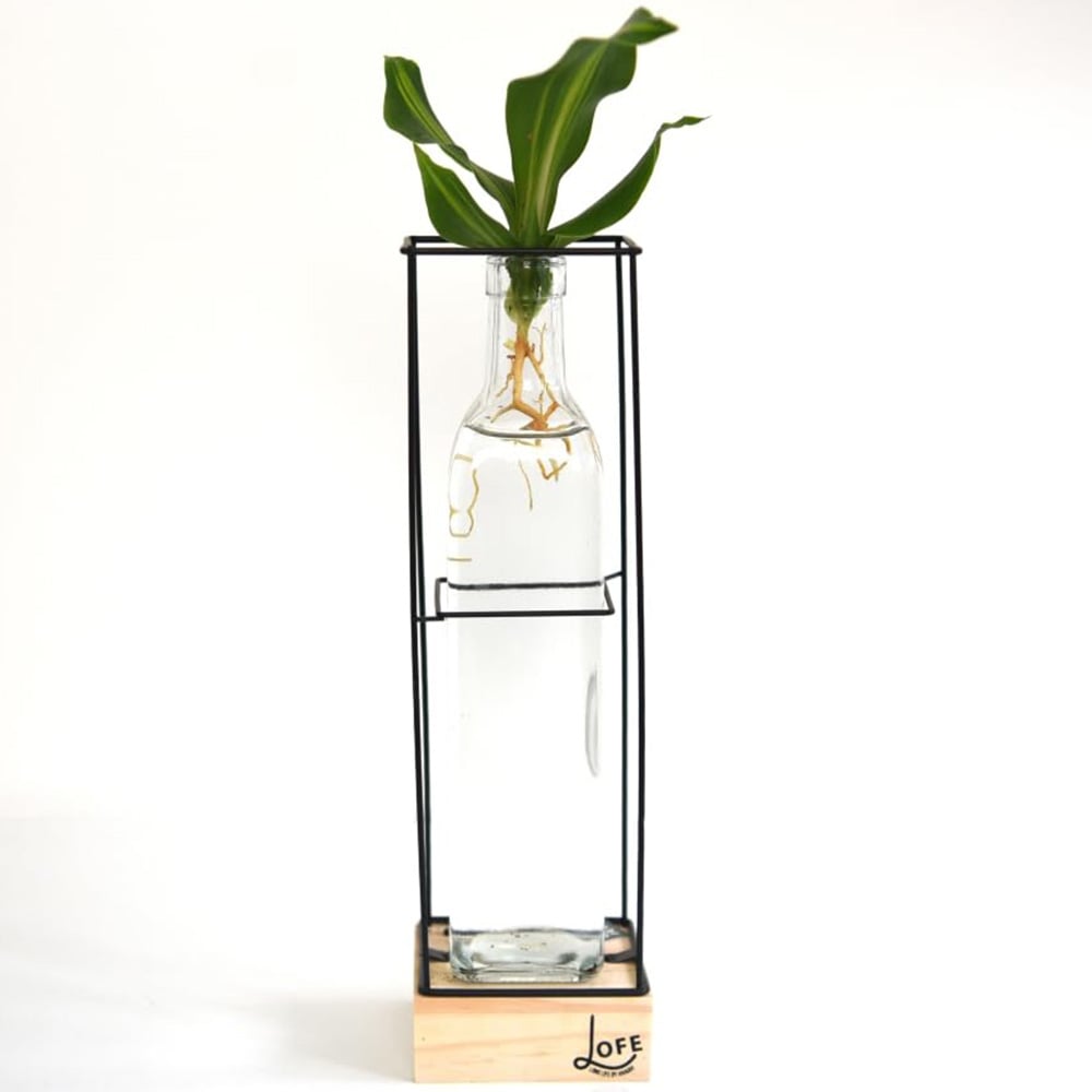 Thompson and Morgan Rooted Hydroponic Plant in Glass Vase with Wooden and Metal Stand Image 2