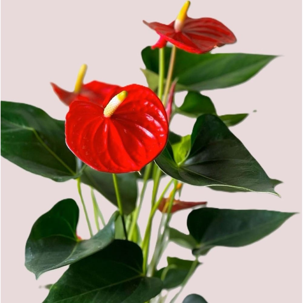 BloomingBritish Anthurium Red Flower Plant Image 4