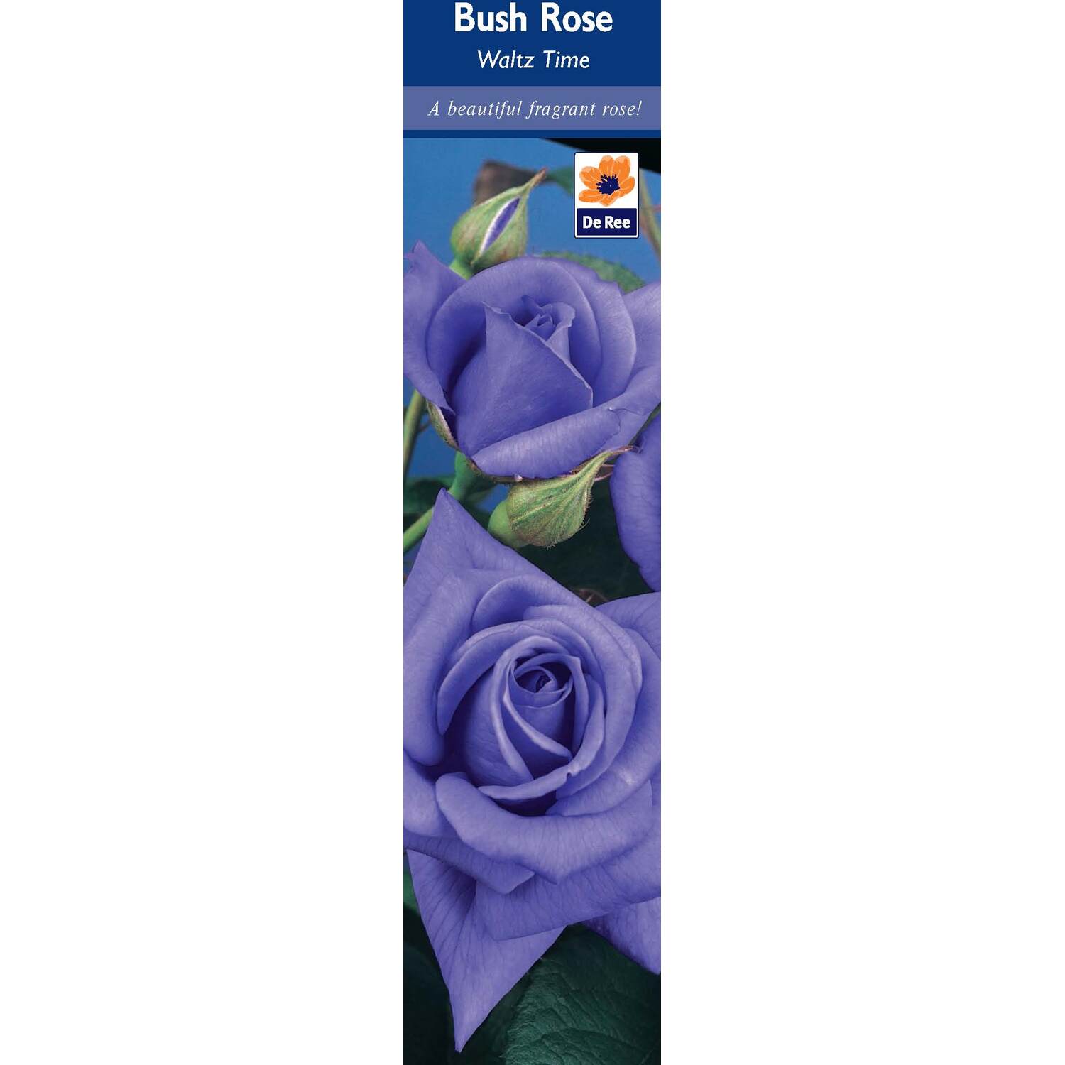 Pre-Packed Rose Image 5