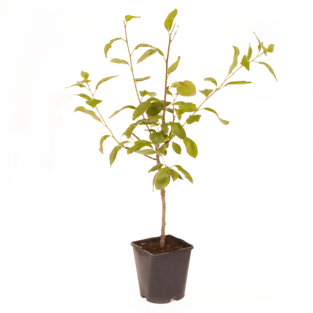 YouGarden Plum Little Vic Patio Fruit Tree 4L Pot Image 3