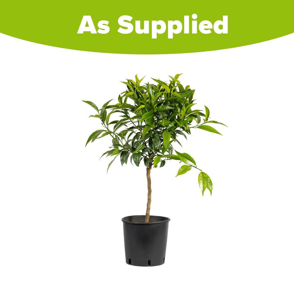 YouGarden Blood Orange Fruit Tree Pot 4L Image 4