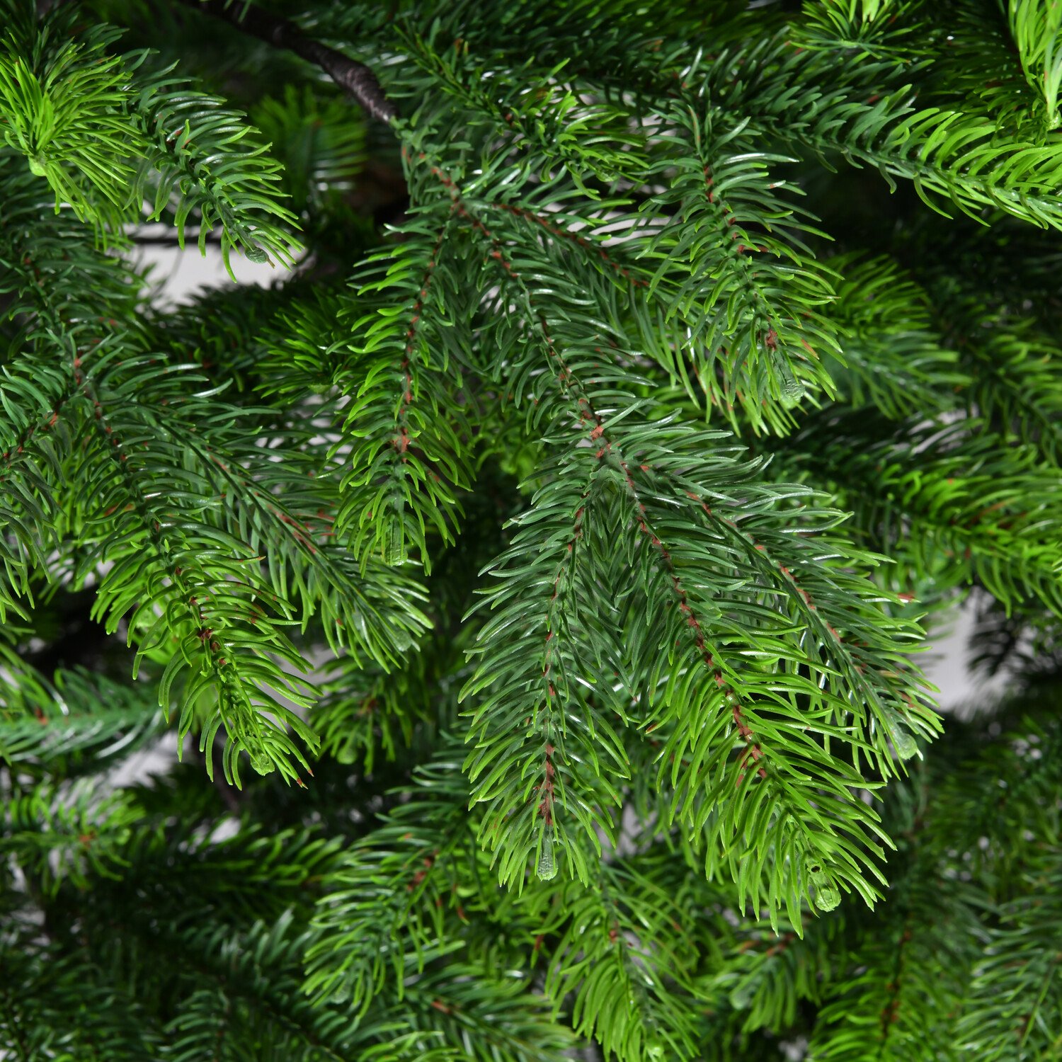 Duchess Fir Tree 7ft - Green Image 6