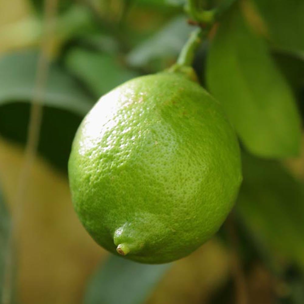 YouGarden Large Lime Tree 4/5L Pot Image 4