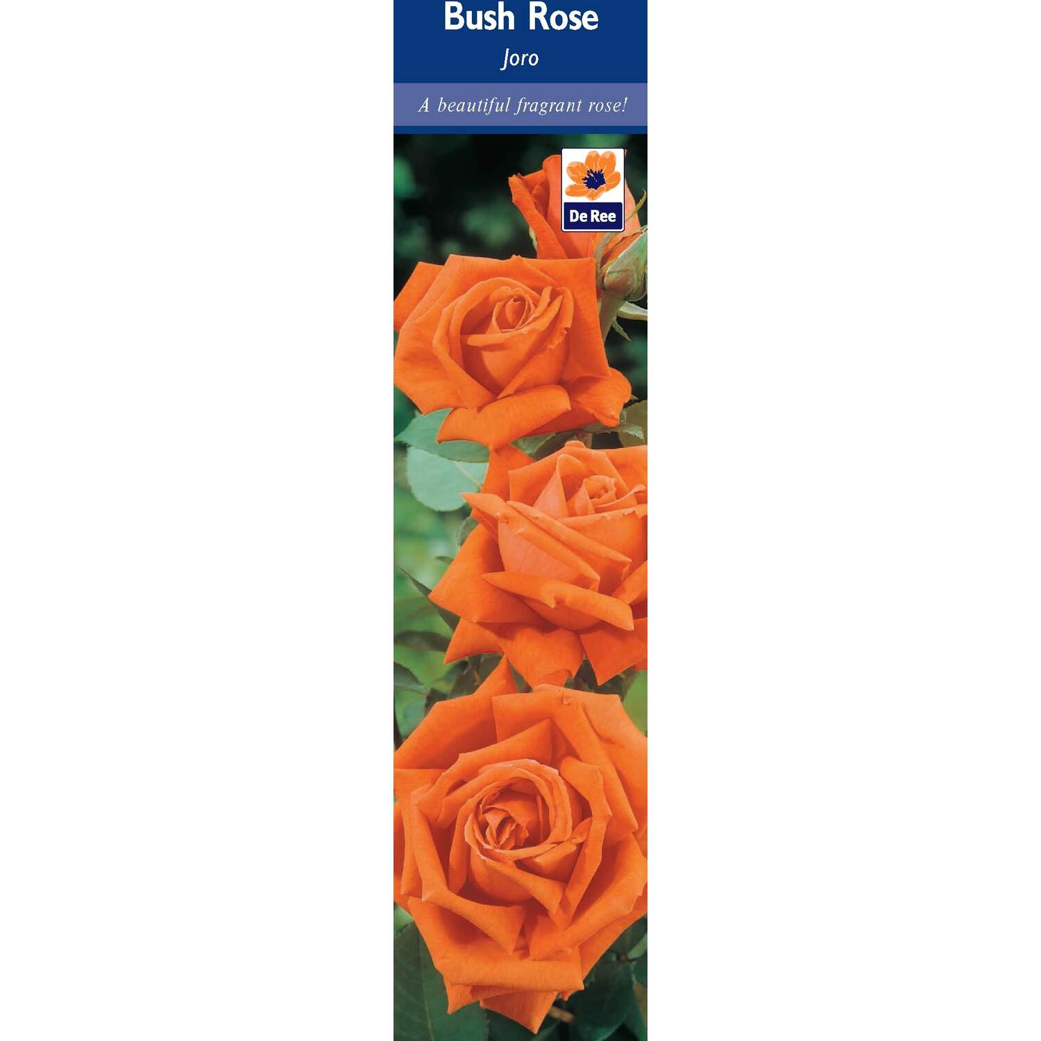 Pre-Packed Rose Image 2