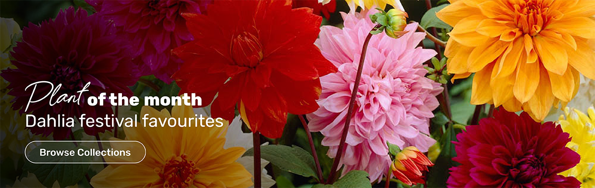 Dahlia plant of the month