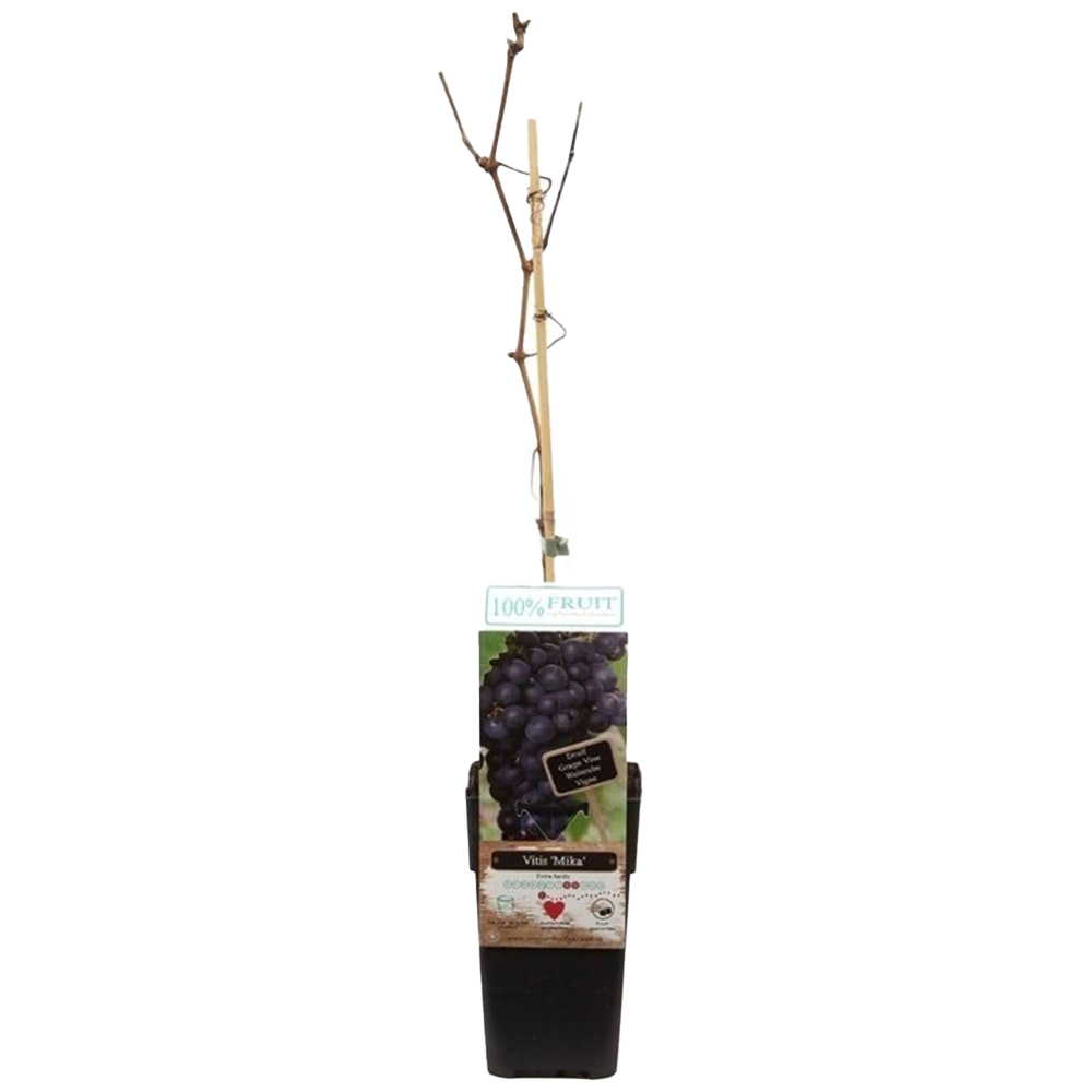 Thompson and Morgan Vitis Grape Mika Plant in Pot 15cm 3 Pack Image 2