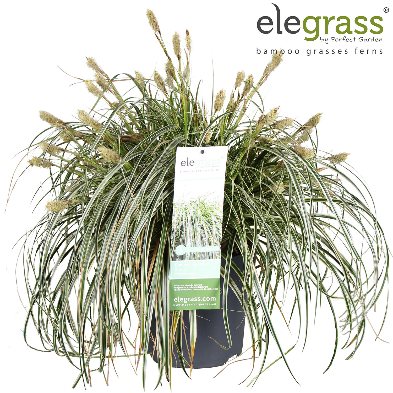 Carex Feather Falls Image