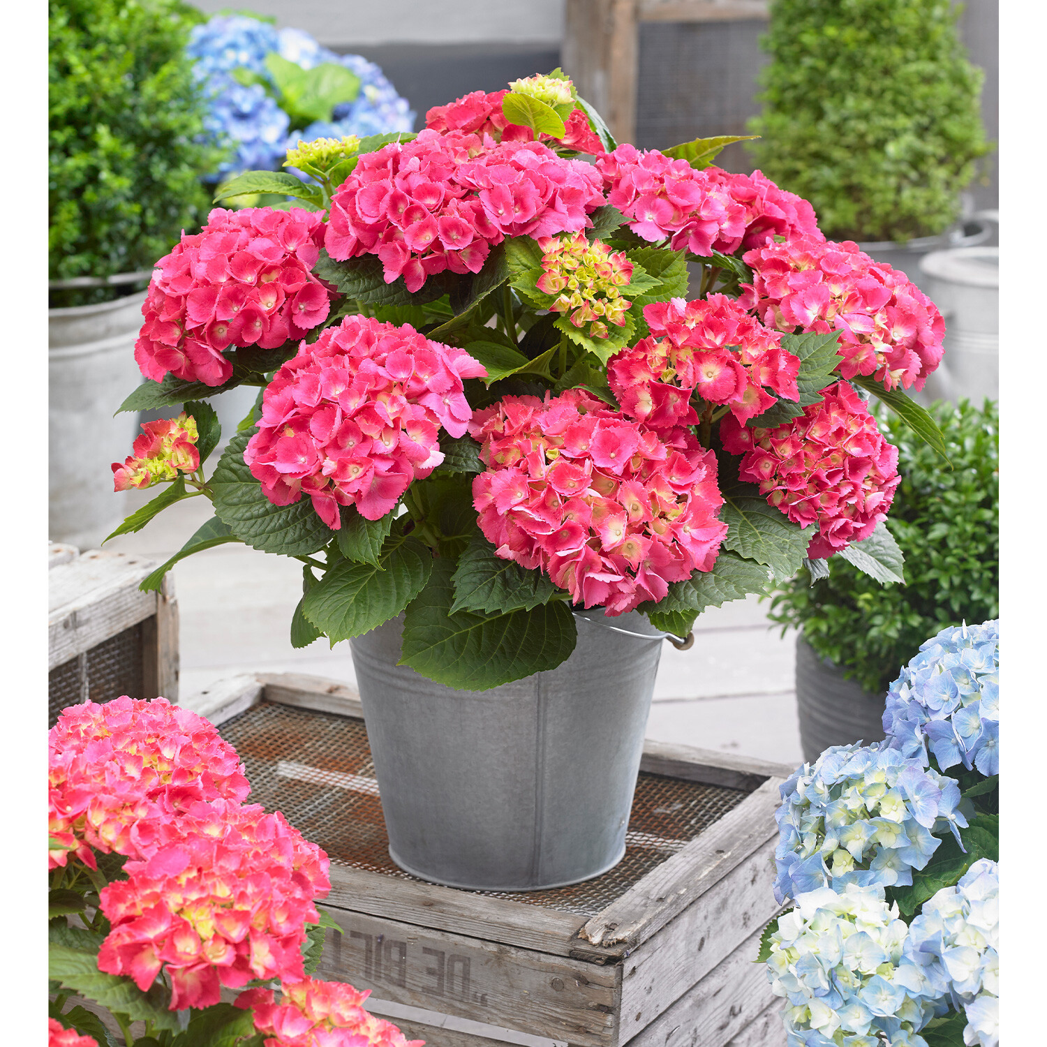 Hydrangea Macrophylla - Pink Image