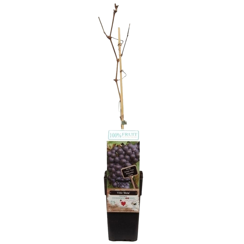 Thompson and Morgan Vitis Grape Beta Plant in Pot 15cm Image 2