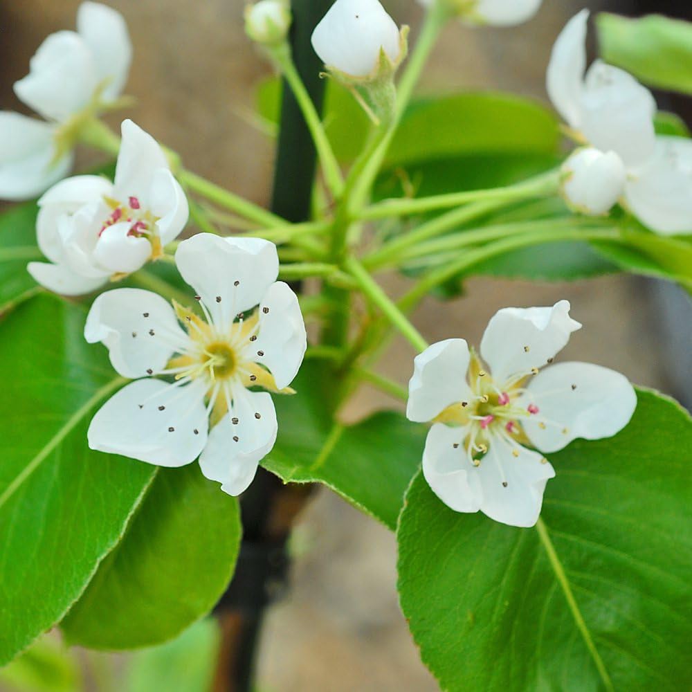 Thompson & Morgan Pear Pyrus Mini Doyenne Du Comice Potted Plant 9cm Image 3