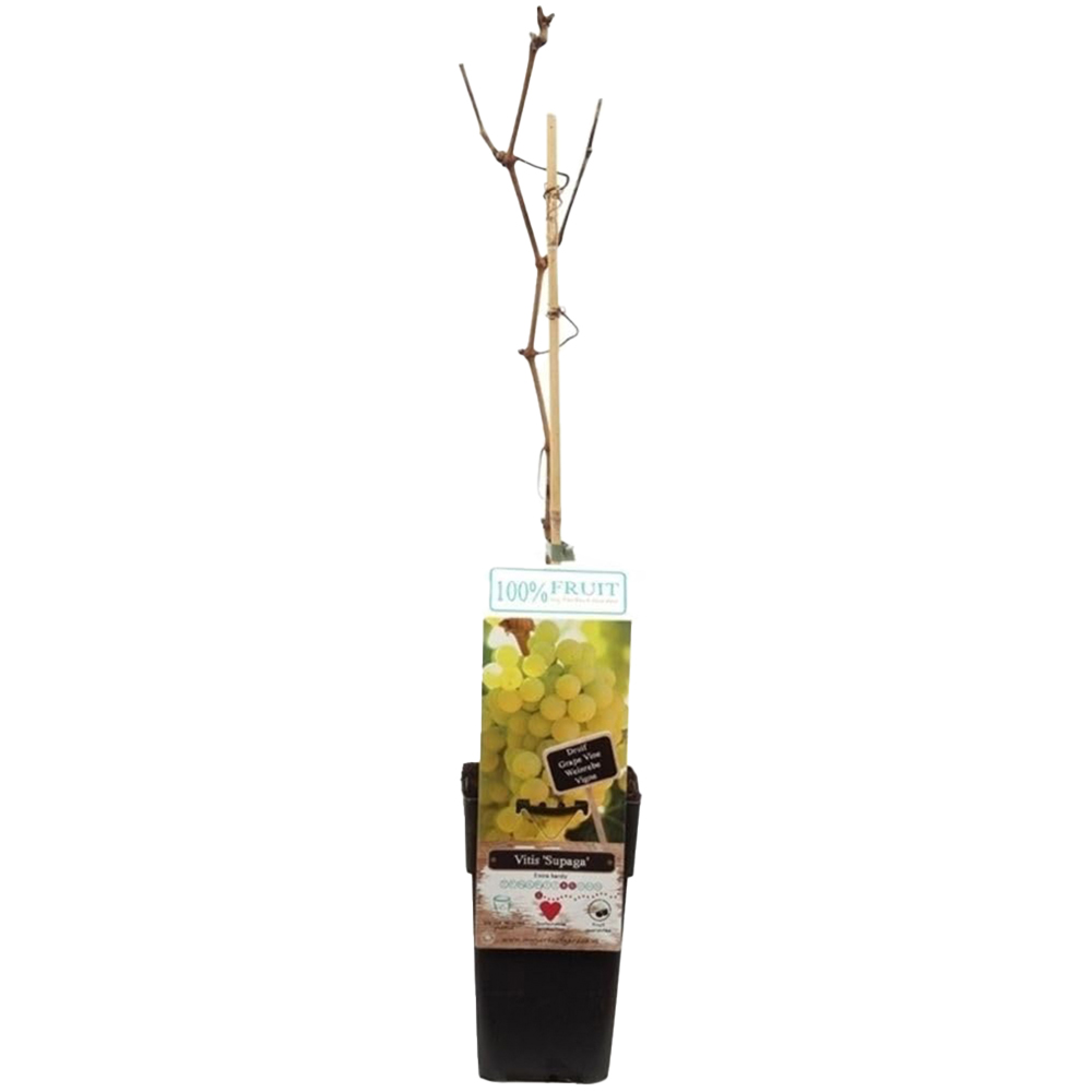 Thompson and Morgan Vitis Grape Supaga Plant in Pot 15cm 2 Pack Image 2
