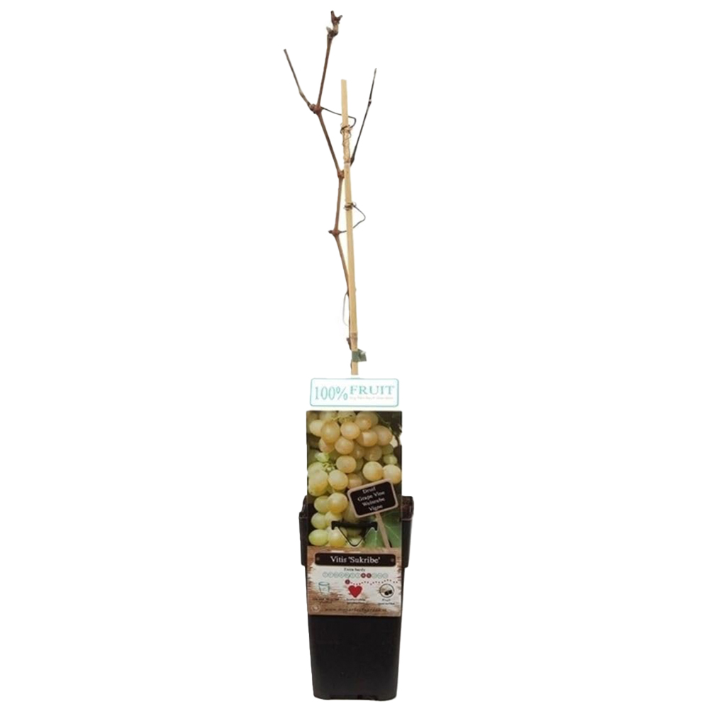 Thompson and Morgan Vitis Grape Sukribe Plant in Pot 15cm Image 2