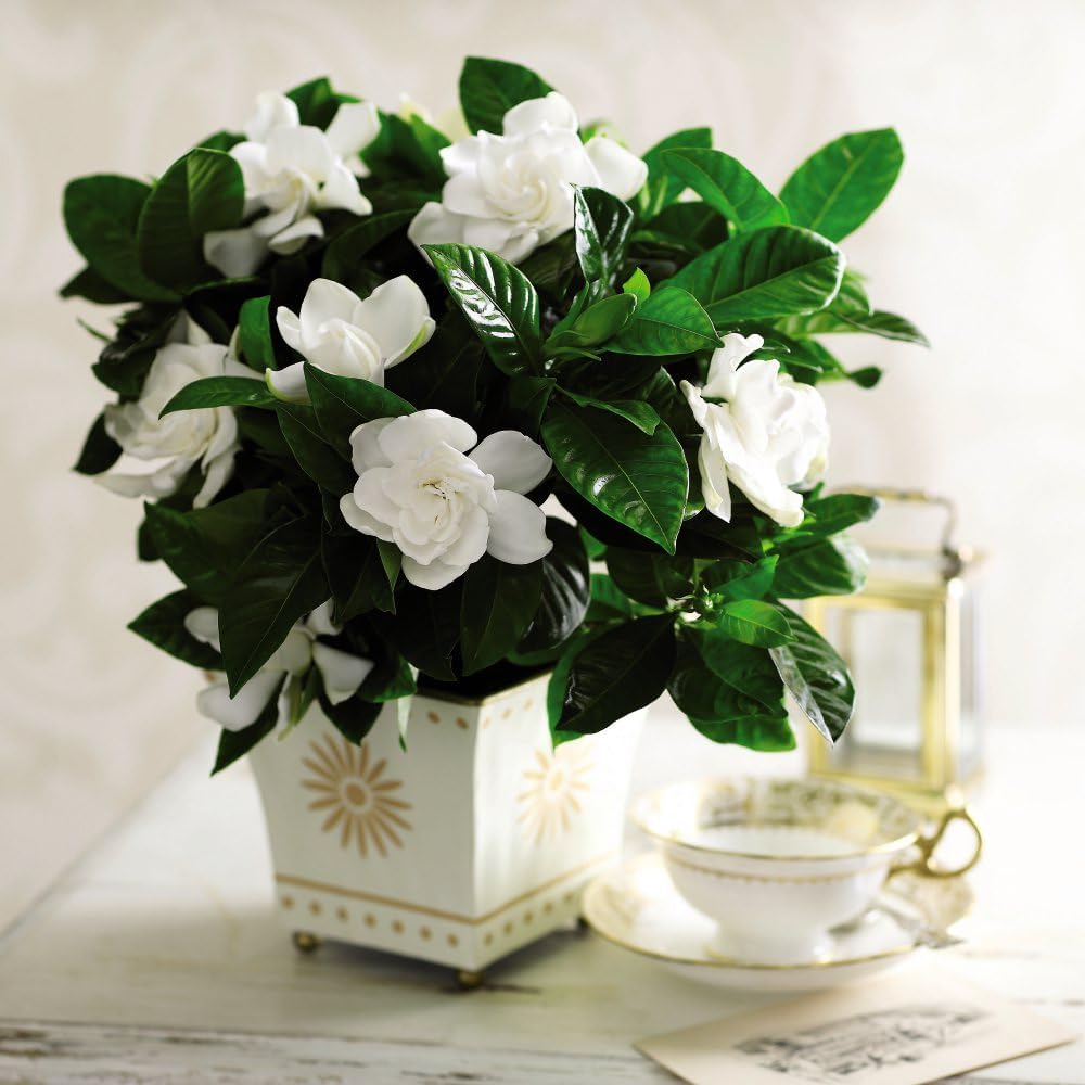 Thompson & Morgan Gardenia Jasminoides Potted Plant Image 4