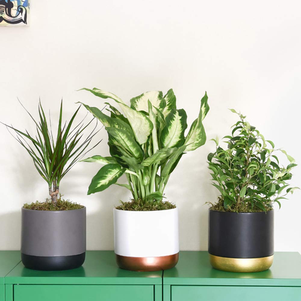 Thompson & Morgan Houseplant Scandi Collection Potted Plant 6 Pack Image 7