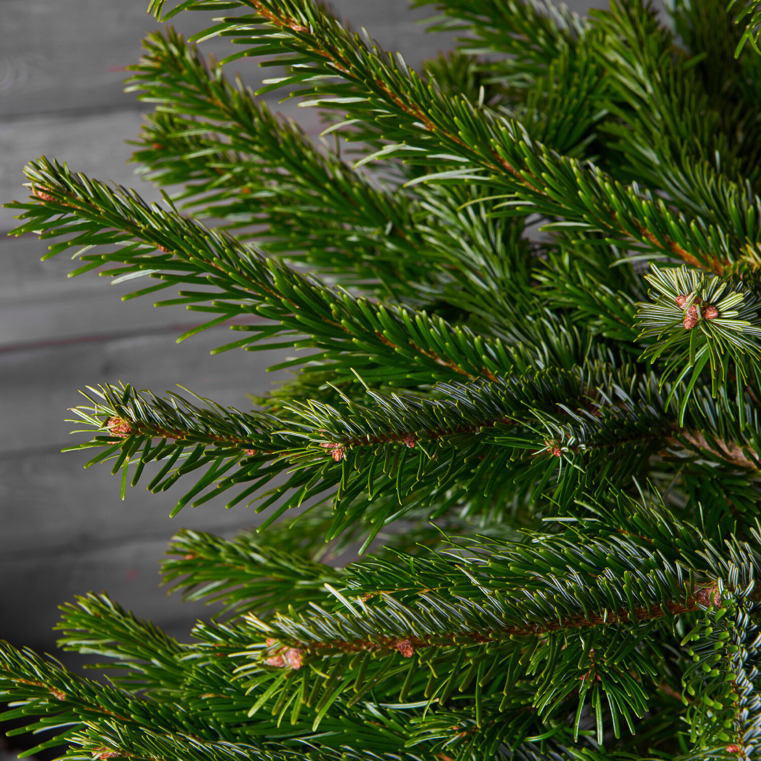 Norway Spruce Real Christmas Tree 3ft Image 2