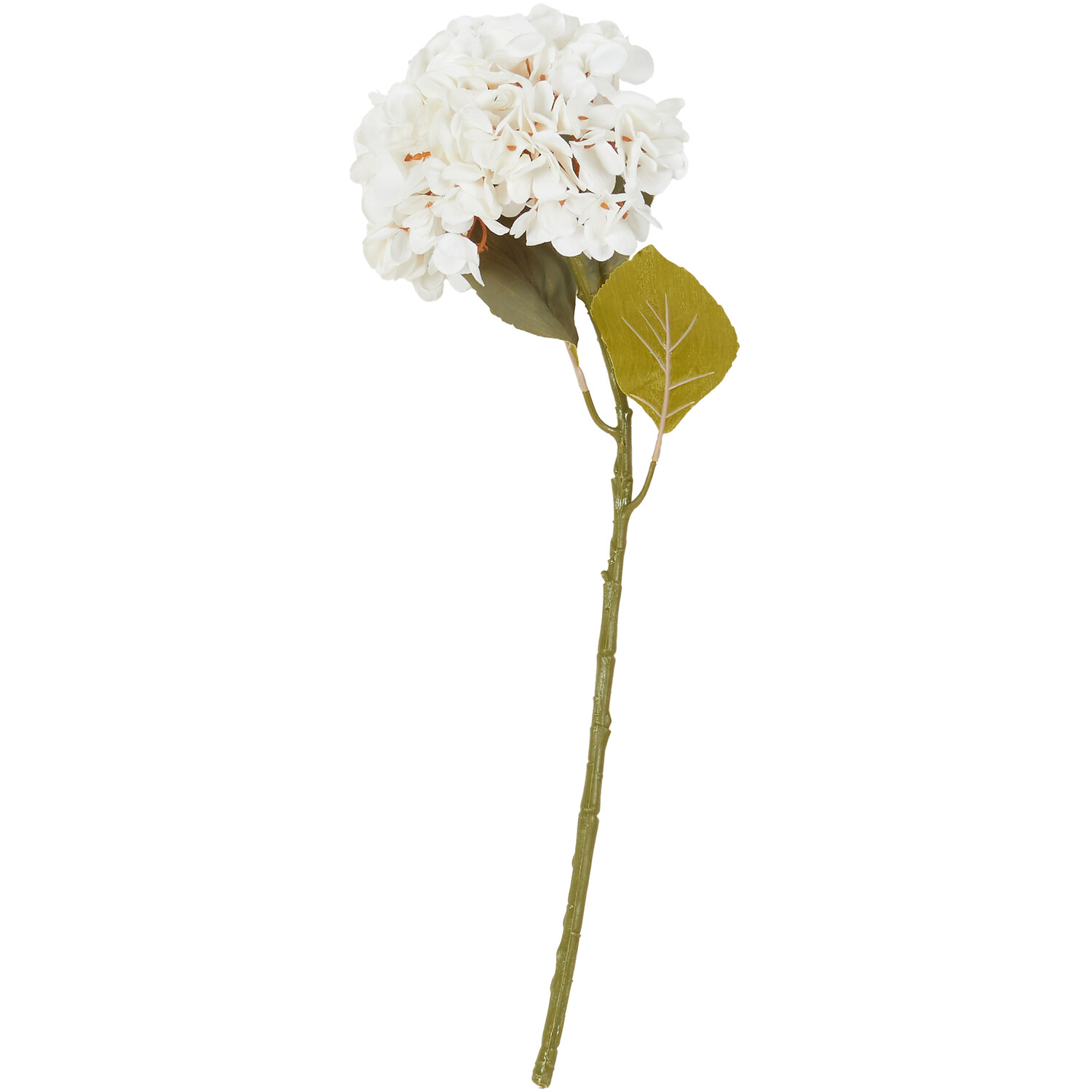 Hydrangea Stem Image 2