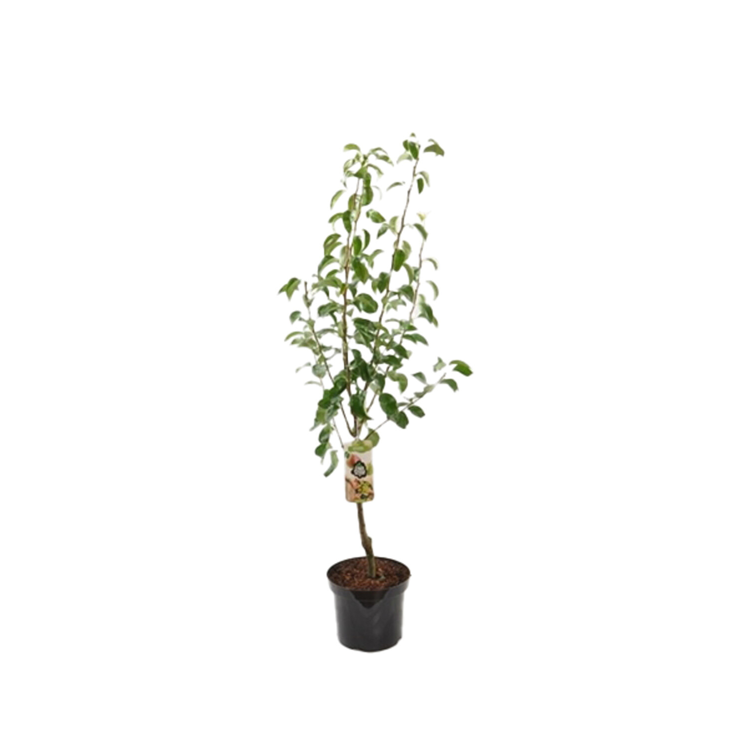 Clapps Favourite Pear Tree Image