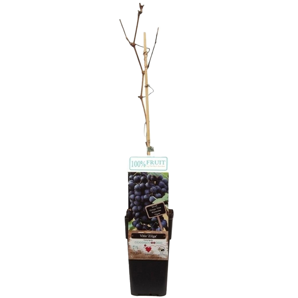 Thompson & Morgan Vitis Grape Zilga Plant Pot 15cm Image 2