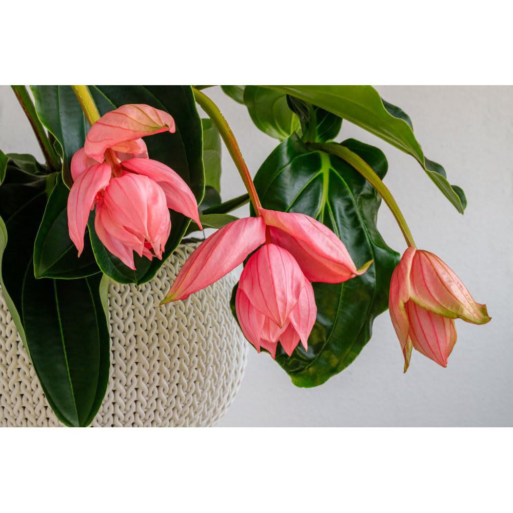 Thompson and Morgan Medinilla Magnifica Flamenco Plant Pot 17cm Image 2