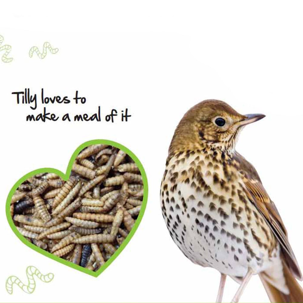 Wilko Wild Bird Dried Calci Worms 500g Image 2