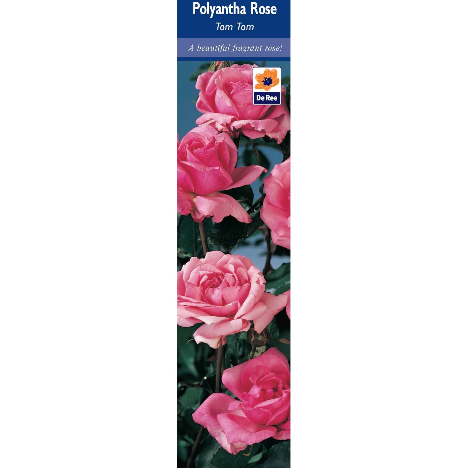 Pre-Packed Rose Image 7