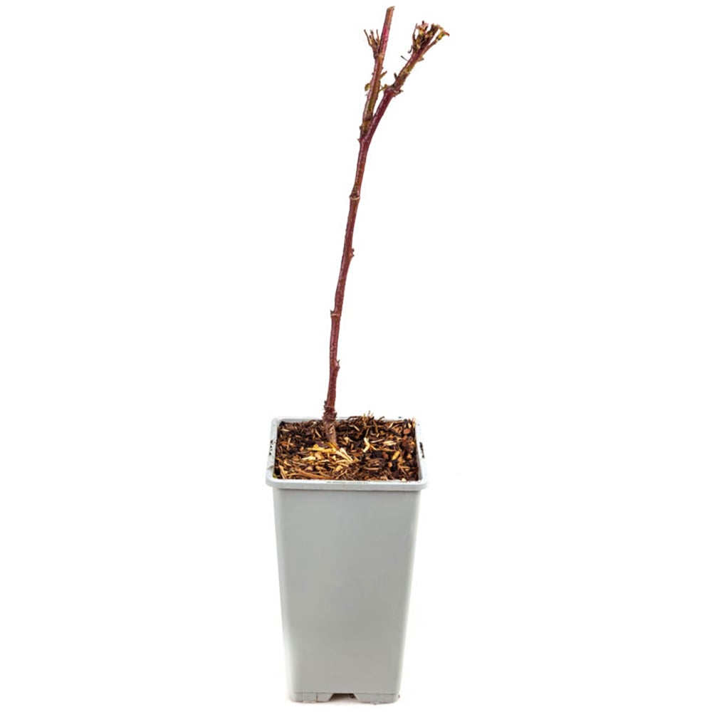 YouGarden Thornless Blackberry Plant Pot 1.7L Image 2