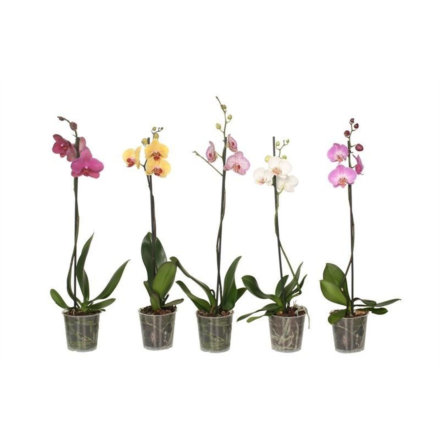 Single Spike Phalaenopsis Orchid Plant - Multicolour Image