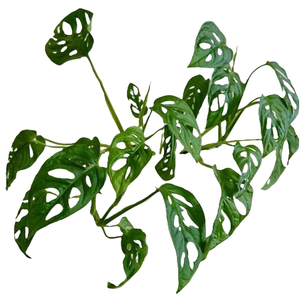 BloomingBritish Monstera Adansonii Monkey Leaf Plant Image 2