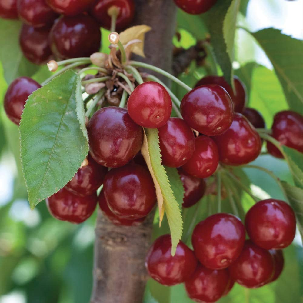 Thompson and Morgan Cherry Prunus Stella Patio Standard Colt Plant Pot 5L Image 3