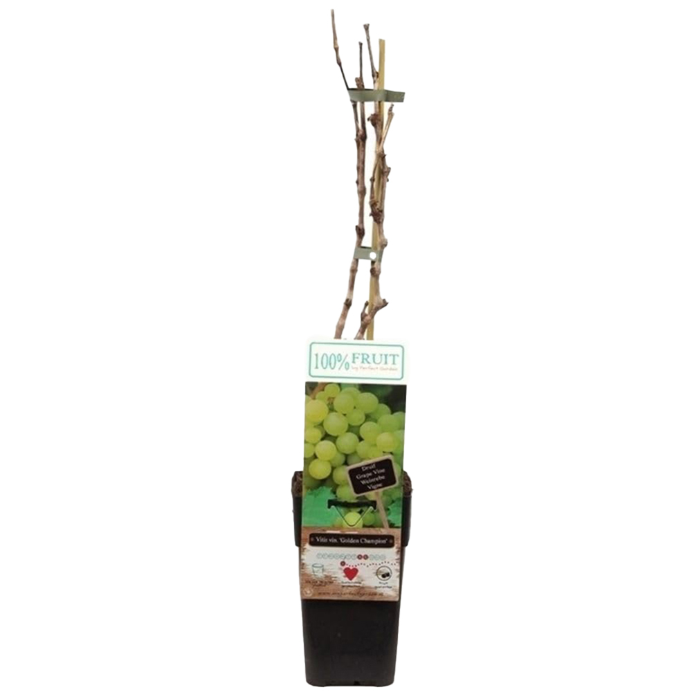Thompson and Morgan Vitis Grape Golden Champion Plant in Pot 15cm Image 2