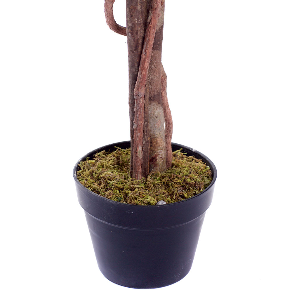 4ft Multi-Coloured Rose Plant Image 5