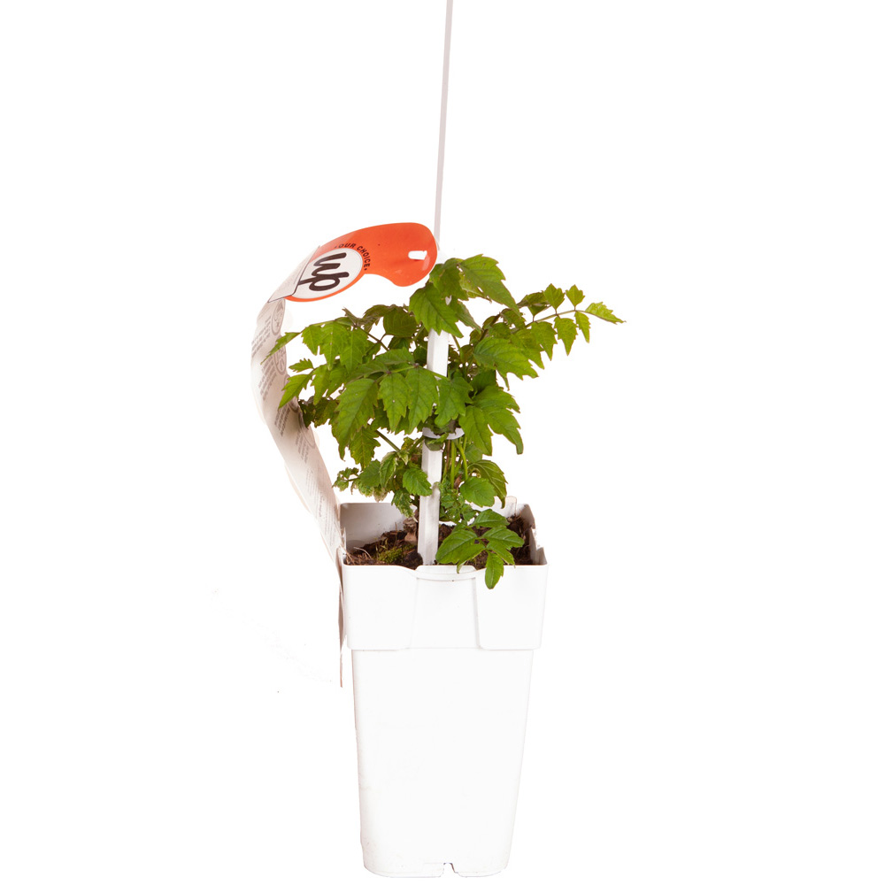 YouGarden Campsis Orange Trumpet Plant Pot 2L Image 3