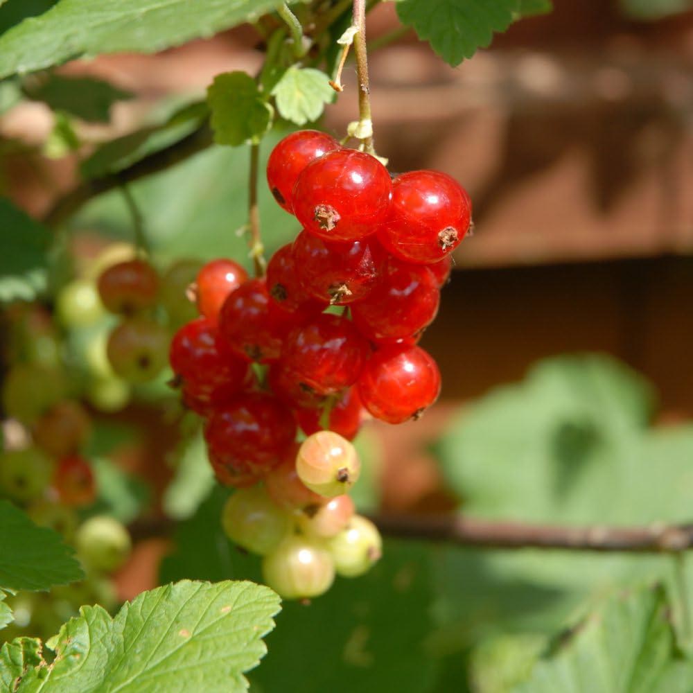 Thompson and Morgan Redcurrant Jonkheer Van Tets Plant Pot 3L Image 4