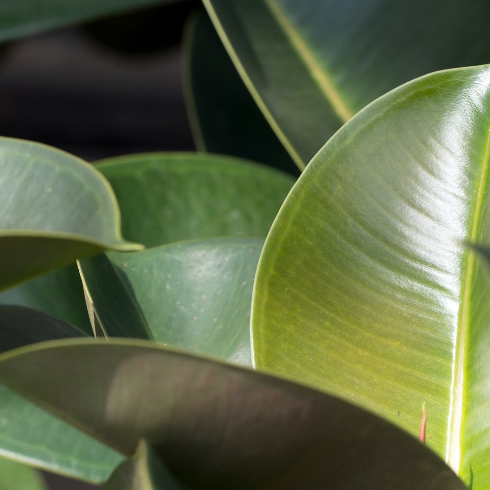 Thompson & Morgan Ficus Indian Rubber Plant Potted Plant Image 4