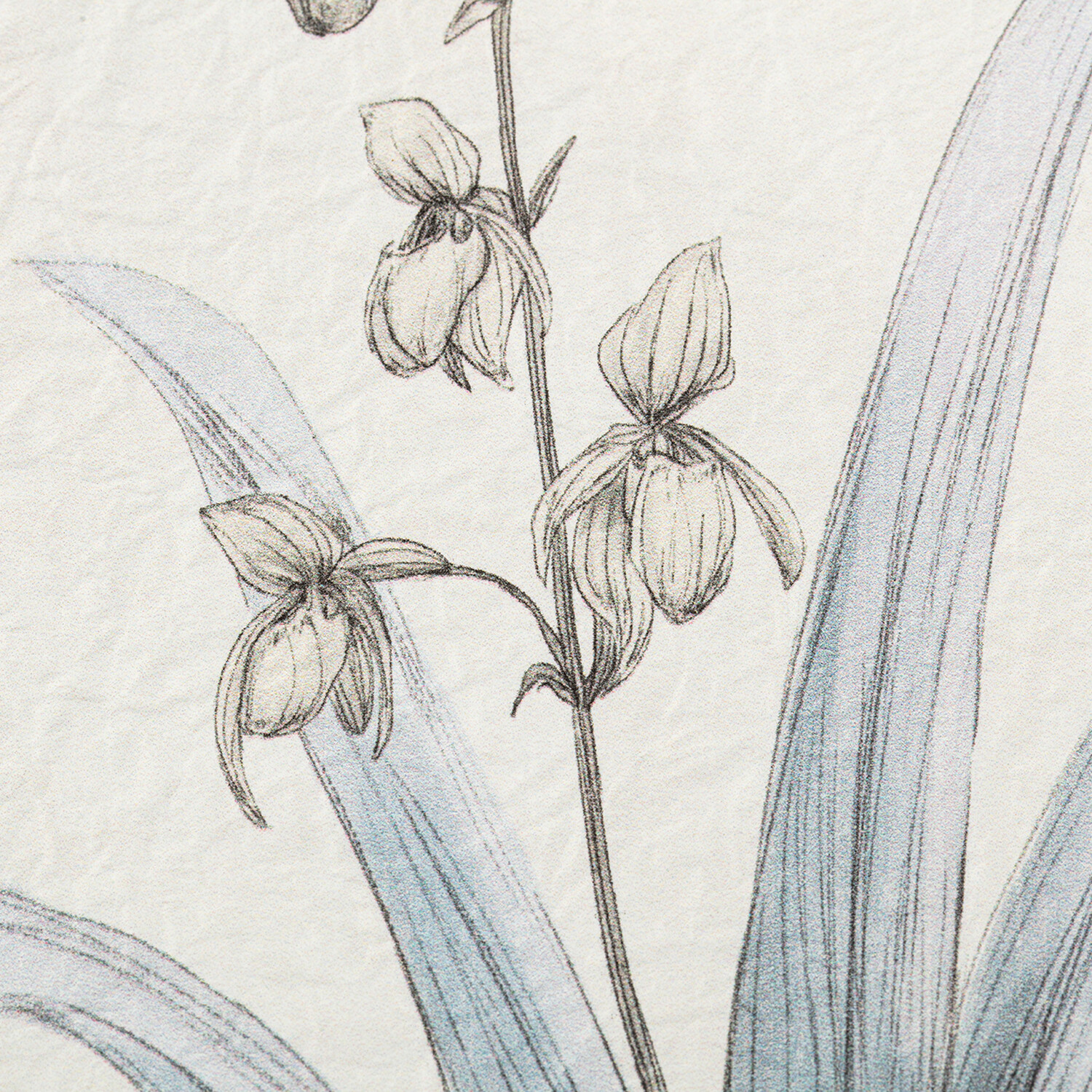 Flower Hand Sketch Effect Framed Art Image 8