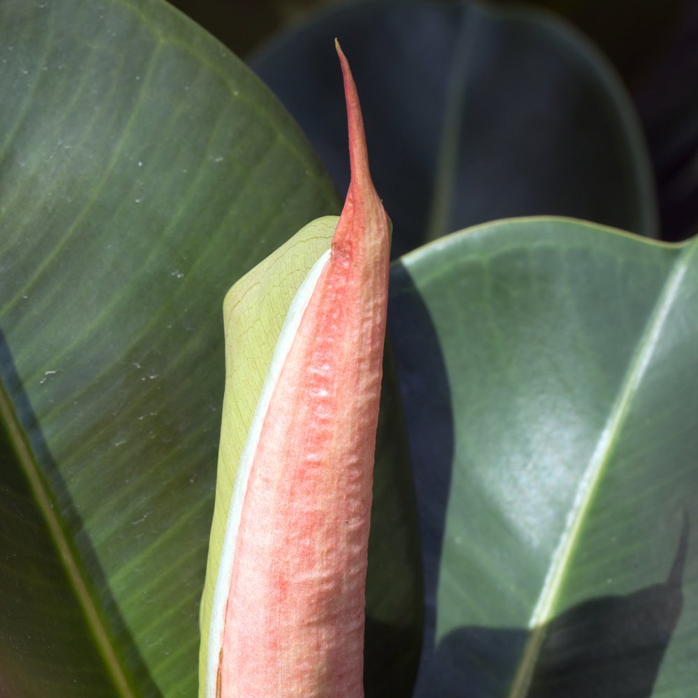 Thompson & Morgan Ficus Indian Rubber Plant Potted Plant Image 2