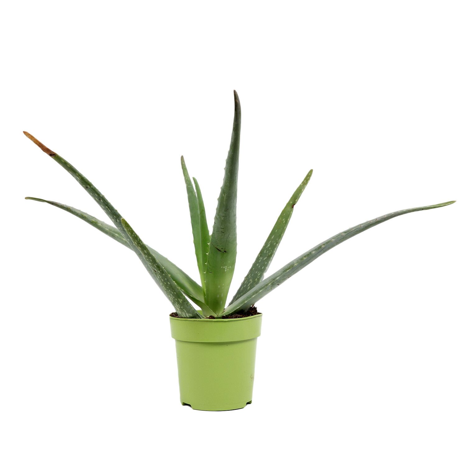 Aloe Vera 12cm - Green Image