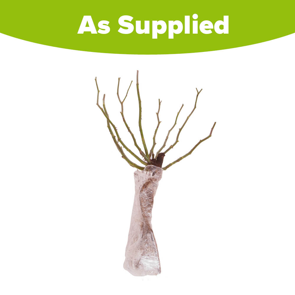 YouGarden Ferdinand Pichard Bare Root Rose Image 4