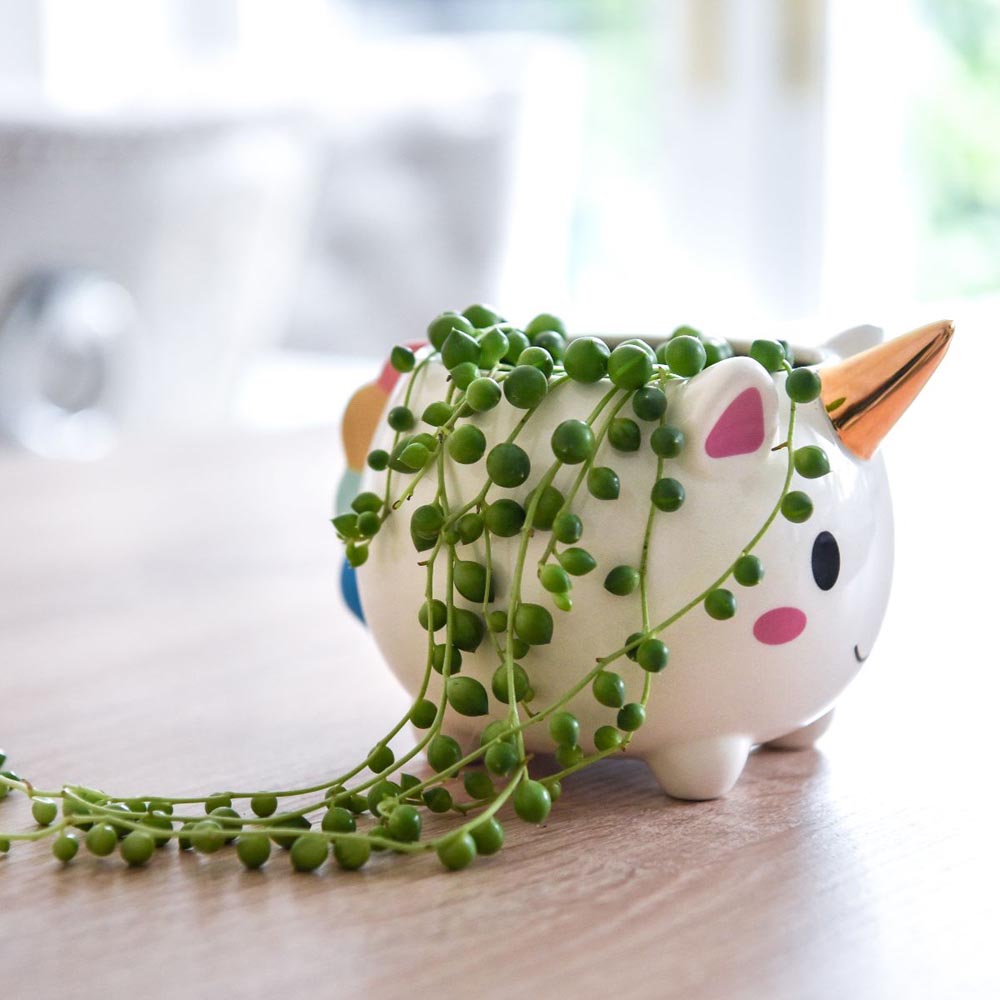 Thompson and Morgan Senecio Rowleyanus String of Pearls Plant in Pot 9cm 3 Pack Image 2