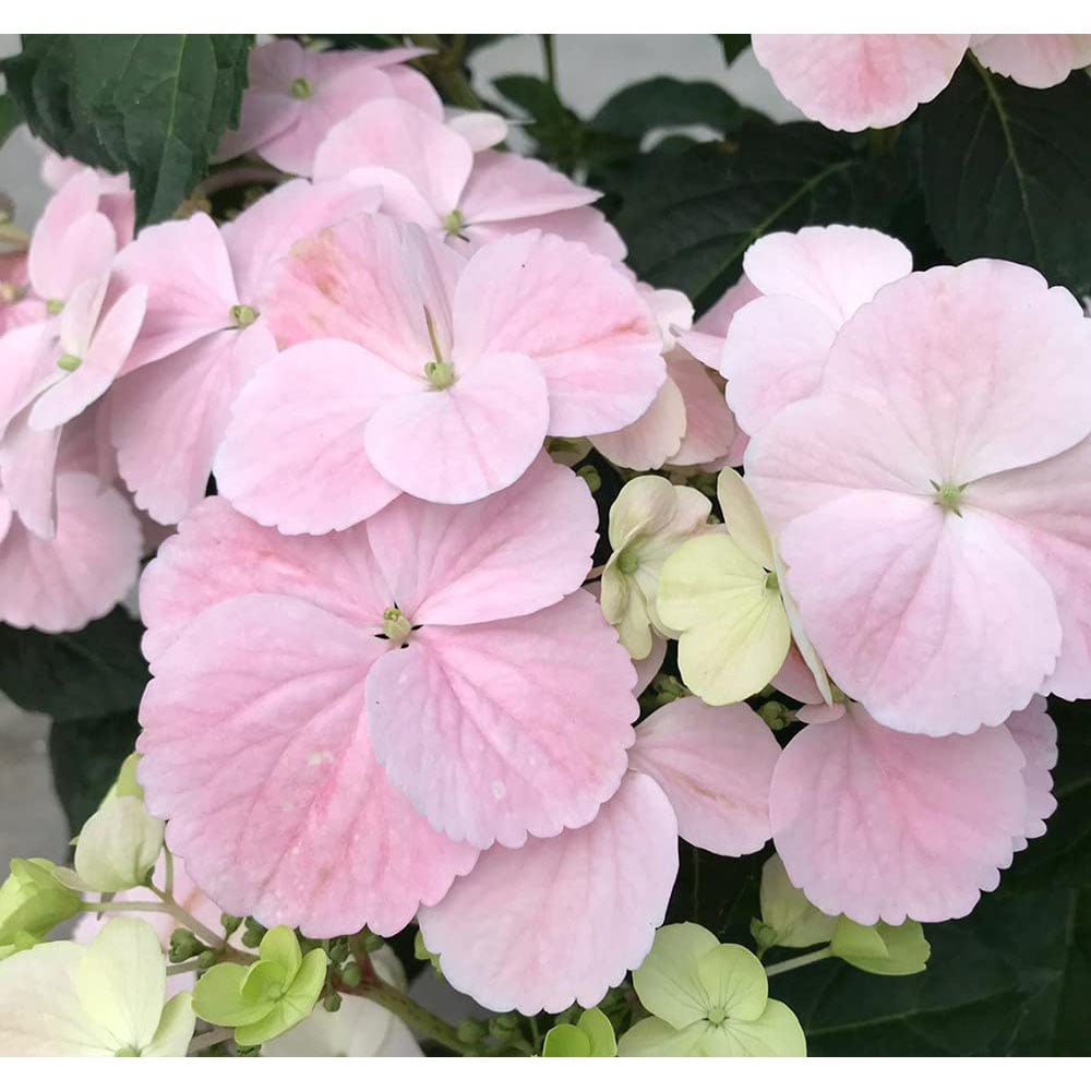 Thompson and Morgan Hydrangea French Bolero Plant Pot 13cm Image 4