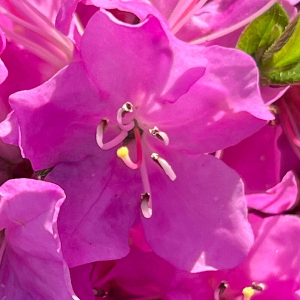 Thompson and Morgan Azalea Japonica Pink Plant Pot 17cm Image 1