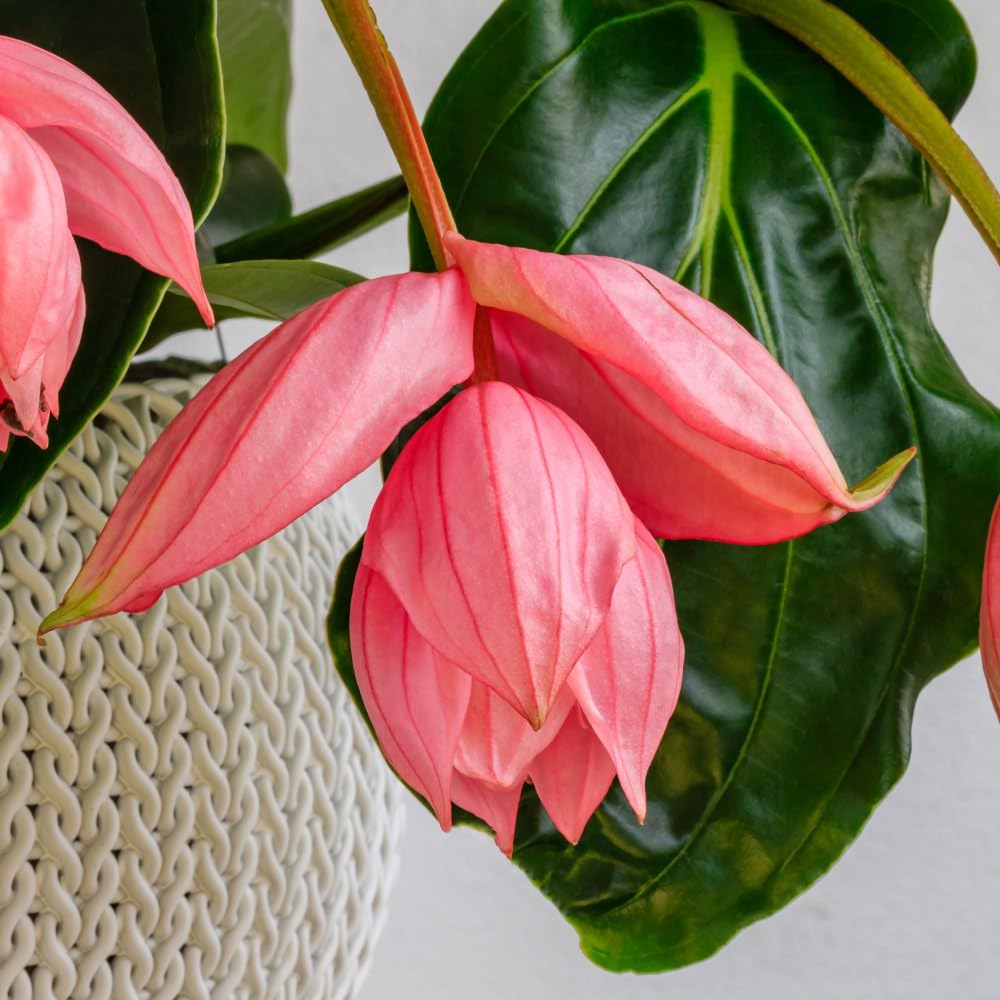 Thompson and Morgan Medinilla Magnifica Flamenco Plant Pot 17cm Image 4