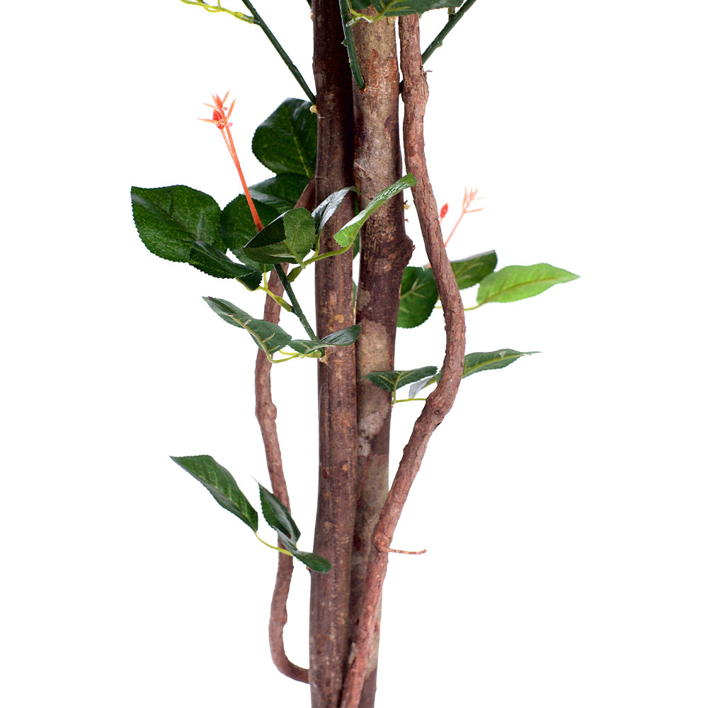 4ft Multi-Coloured Rose Plant Image 4