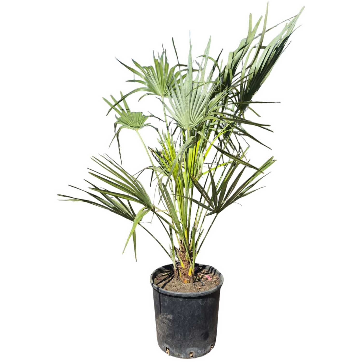 Chamaerops Humilis Palm Image