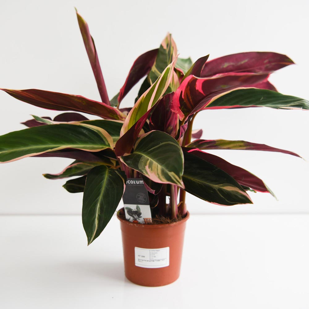 Thompson and Morgan Stromanthe Sanguinea Triostar Plant in Pot 14cm 2 Pack Image 4
