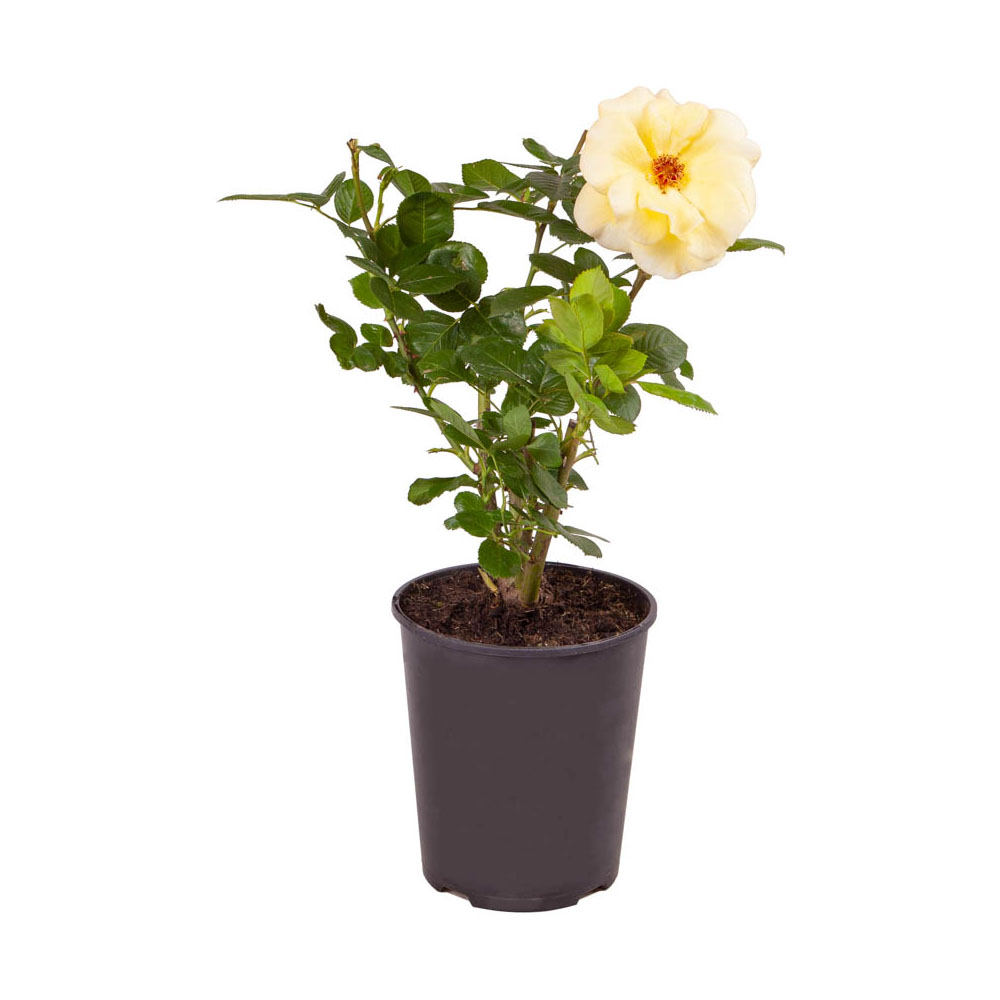 YouGarden Rose Arthur Bell 3L Pot Image 3