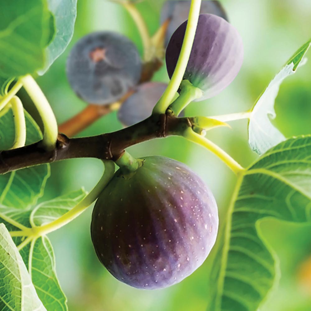 YouGarden Standard Fig Tree 3L Pot Image 1