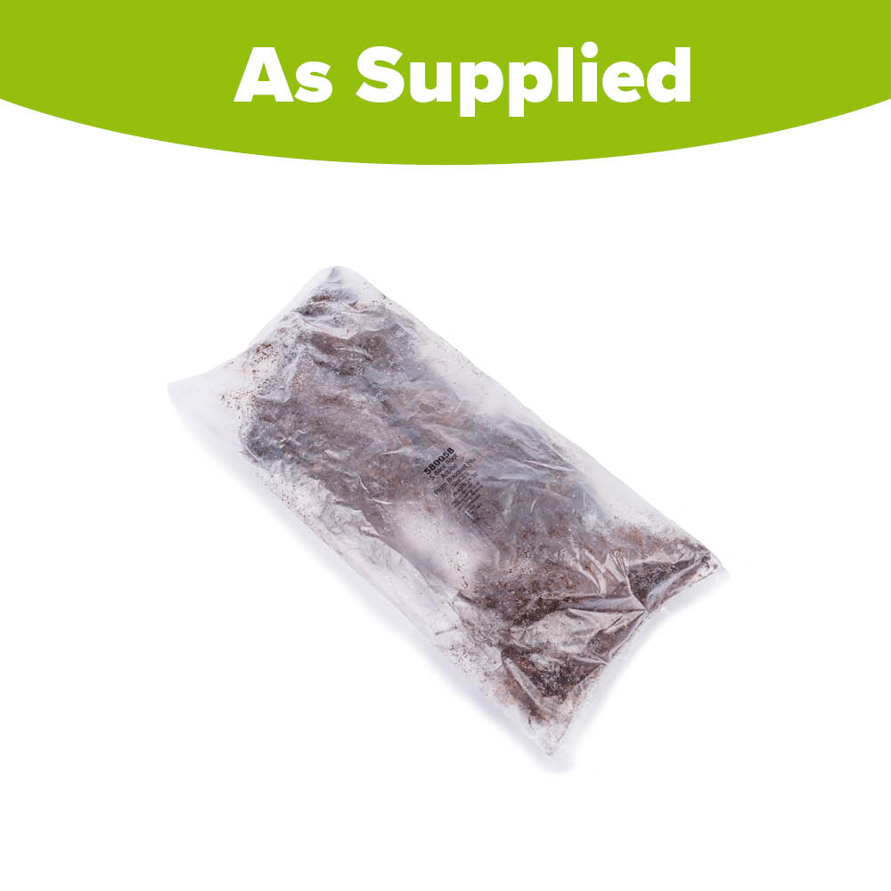 YouGarden Astilbe Plum Bouquet Mix Bare Root 5 Pack Image 3