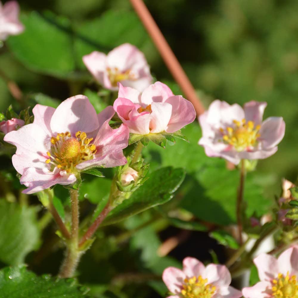 Thompson and Morgan Strawberry Fragaria Gasana Plant in Pot 9cm 3 Pack Image 3